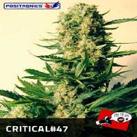 Positronics Seeds Critical #47 Feminized