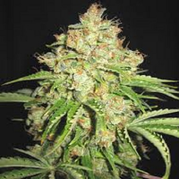 Bulk Seeds Auto White Russian Feminized