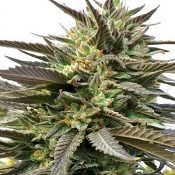 Blue Blood - Feminized - Medicann