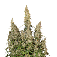 Seed Stockers Seeds White Widow Auto Feminized
