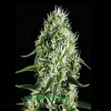 BlimBurn Seeds Silver Surf Haze Feminized
