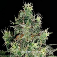 BlimBurn Seeds AK Automatic Feminized
