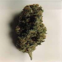 KC Brains Seeds TNR Regular