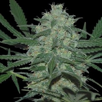 World of Seeds Landrace Pakistan Valley Regular