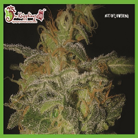 Dr Krippling Seeds The Incredible Bulk Auto Feminized