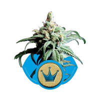 Royal Highness CBD– Feminized – Royal Queen Seeds