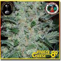Big Buddha Seeds Freeze Cheese '89 Feminized