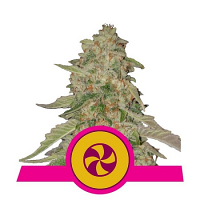 Sweet ZZ – Feminized – Royal Queen Seeds