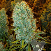 Big Bazooka - Feminized - Anesia Seeds