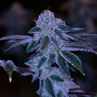 Archive Seeds Samoas Regular