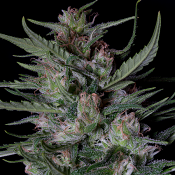 Dogstar Dawg Auto - Feminized - Big Head Seeds