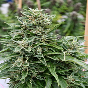 Critical Sour Diesel CBD - Feminized - Emerald Triangle Seeds