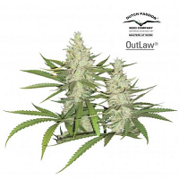 Dutch Passion Seeds Outlaw Amnesia Feminized
