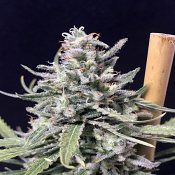 Thunder Auto - Feminized - R-Kiem Seeds