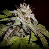 Pheno Finder Seeds Sunset Sherbet aka Sherbet S1 Feminized