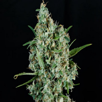 TGA Subcool Seeds Sonic Screwdriver Regular