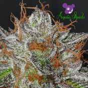 Bruce Banner # 3 - Feminized - Anesia Seeds