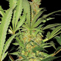 Super Strains El Cucaracha Feminized