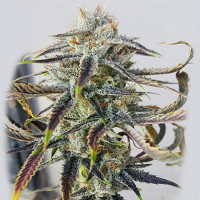 Rare Dankness Seeds Jenny Kush Regular