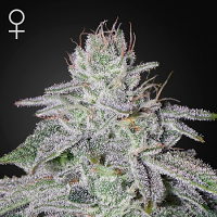 Green House Seeds Franco's Lemon Cheese Feminized
