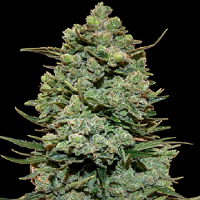 Barney's Farm Seeds Cookies Kush Feminized