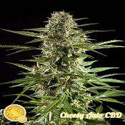 Auto Stilton CBD - Feminized - Philosopher Seeds