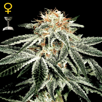 Green House Seeds White Widow Feminised