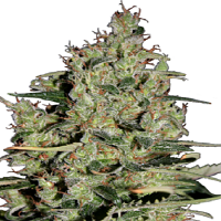 Seedmakers Seeds Auto Critical Feminized