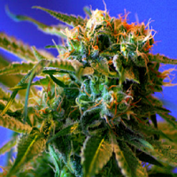 Sweet Seeds Wild Rose Feminized