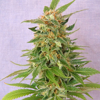 Kannabia Seeds Ginger Punch Auto Feminized