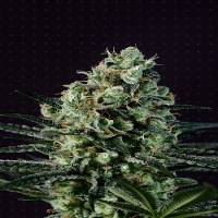 Genofarm Seeds Goldenberry Feminized
