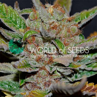 World of Seeds Bubba Haze Regular