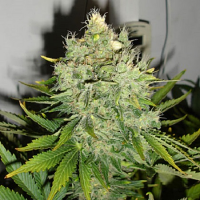 Black Skull Seeds Pepper Jack Haze Feminized