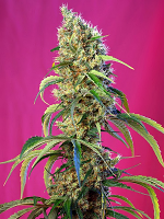 Sweet Seeds Black Jack CBD® Feminized