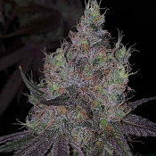 Bruntz - Feminized - The Plug Seedbank