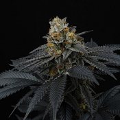 Pink Gasoline - Feminized - Perfect Tree