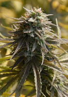 Big Head Seeds Trippy Gorilla Feminized