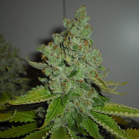 Cali Connection Seeds SFV OG Kush Feminized 