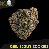 Black Skull Seeds Girl Scout Cookies Feminized