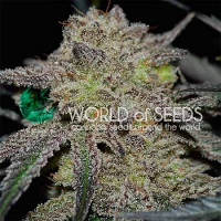 World of Seeds Tonic Ryder Auto Feminized