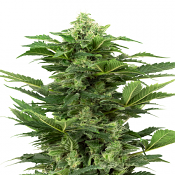 Afghan Pearl CBD Auto - Feminized - Sensi Seeds Research