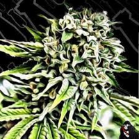 Critical Mass Collective Seeds Auto Anonymass Feminized