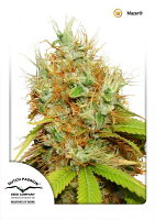 Mazar® - Regular - Dutch Passion