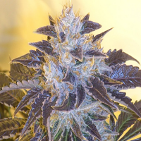 Cali Connection Seeds Grape OG Feminized