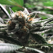 Condor Auto - Feminized - R-Kiem Seeds