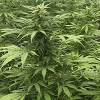 SuperCBDx Seeds Sour Diesel x SCBDx Feminized