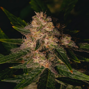 2025 Cannabis Seed Collection - Garlic Cookies - Feminized