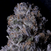 Don Purple Dick - Feminized - Don Avalanche Seeds