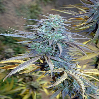 Big Head Seeds Easy AK XL Feminized