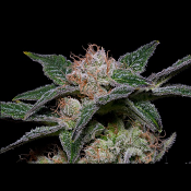 Banana Punch - Feminized - Big Head Seeds